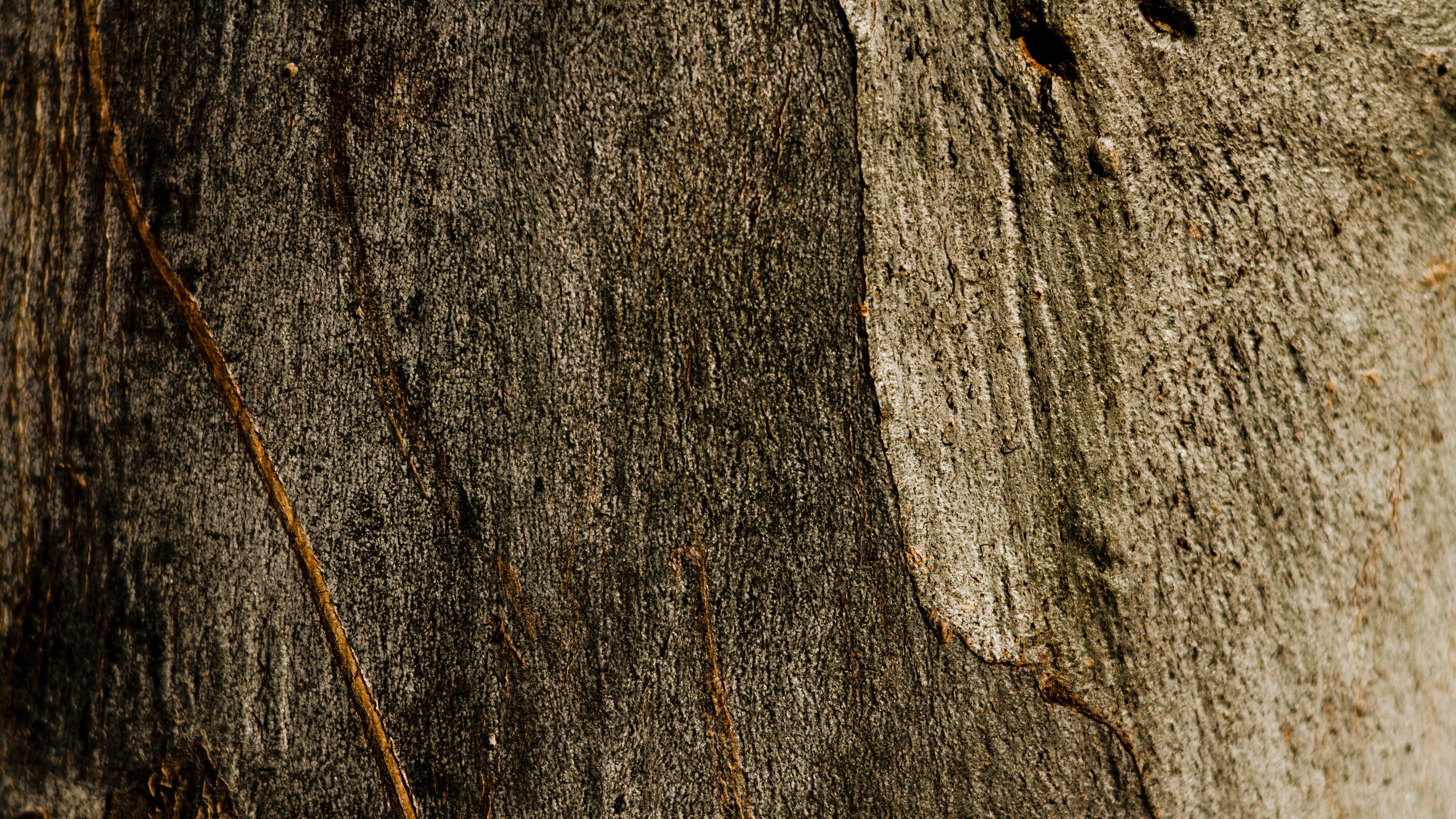 space-wooden-rusty-tree-texture