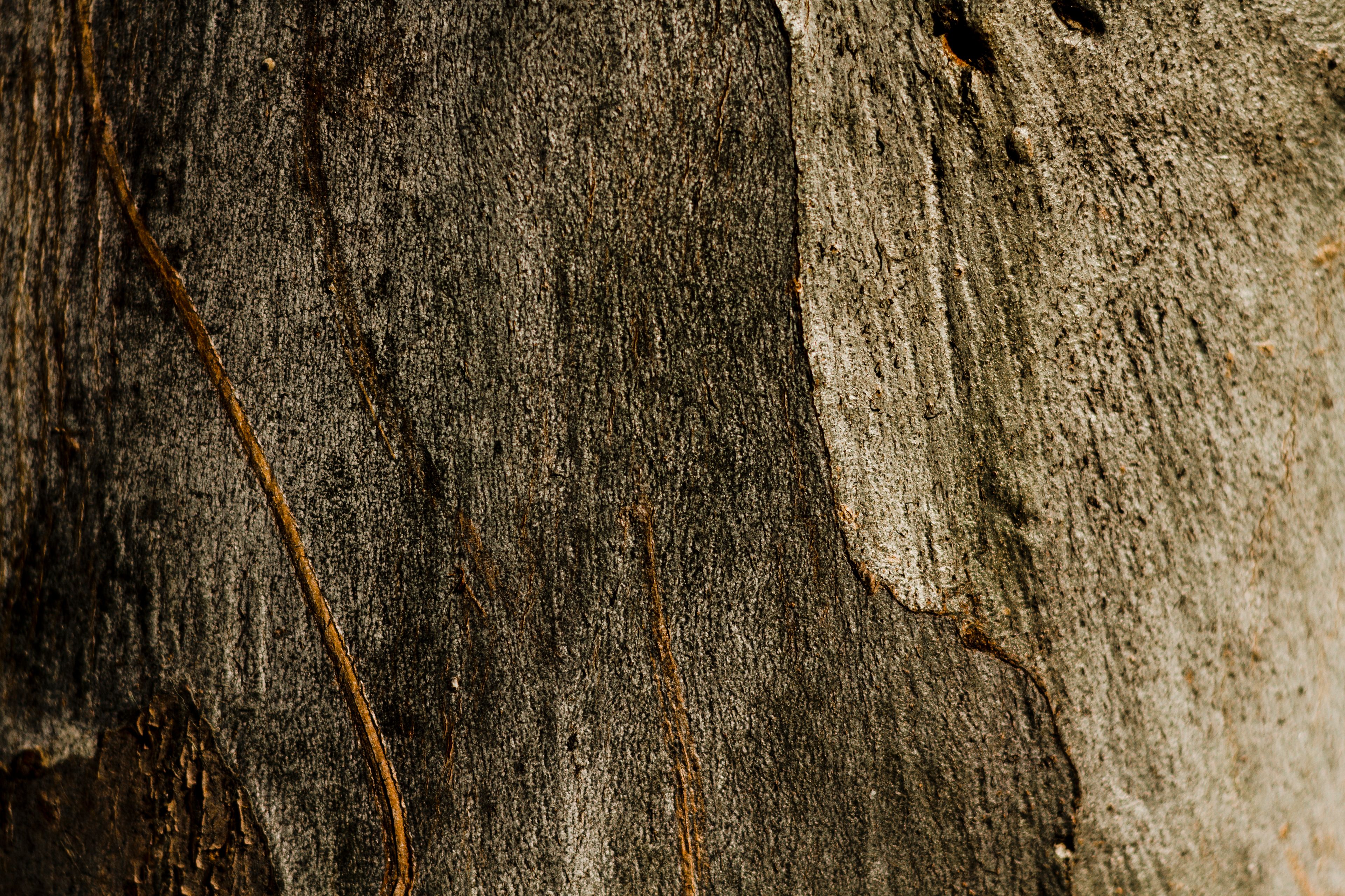 space-wooden-rusty-tree-texture