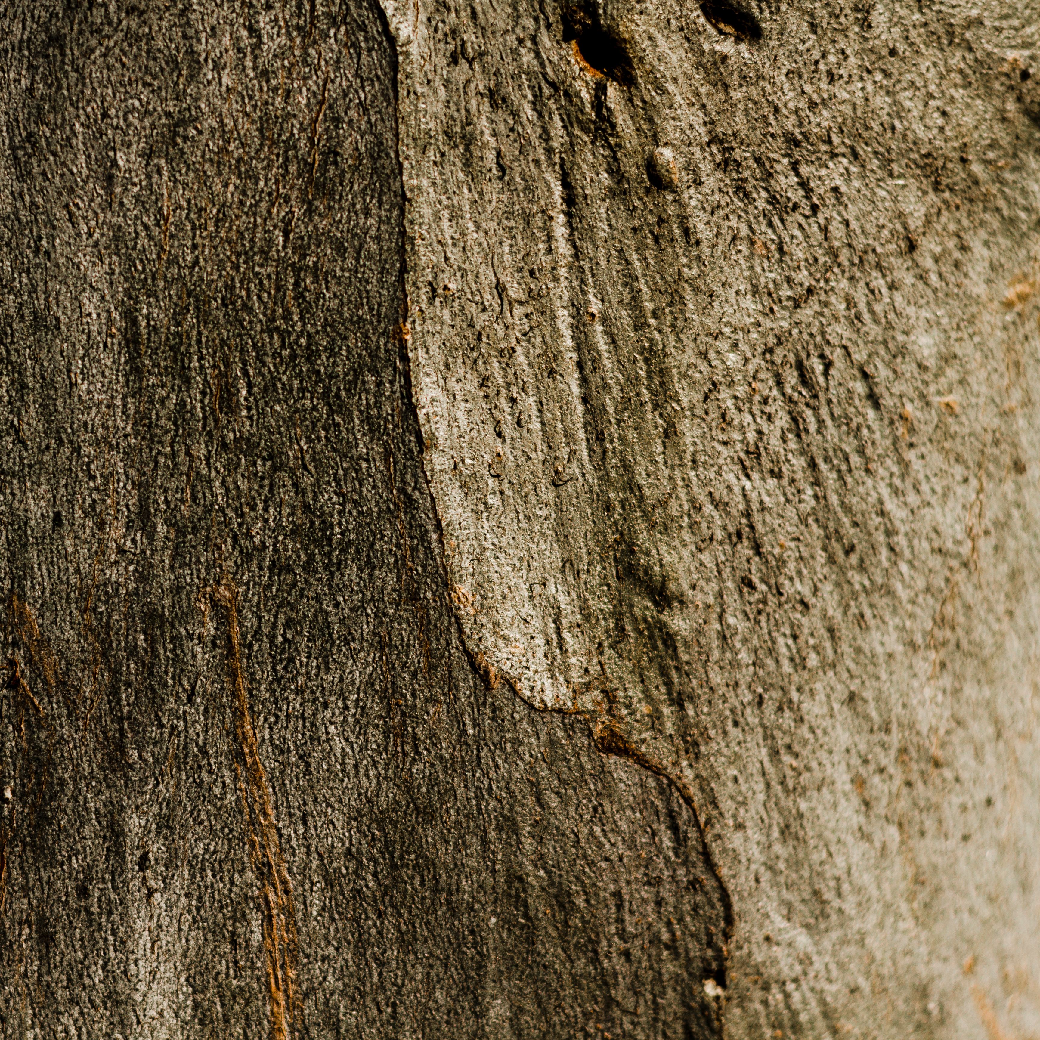 space-wooden-rusty-tree-texture
