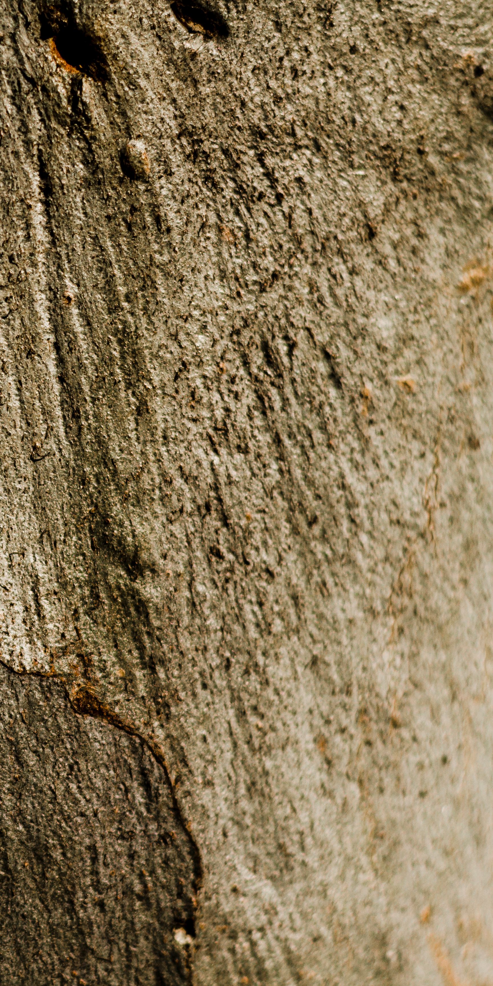 space-wooden-rusty-tree-texture